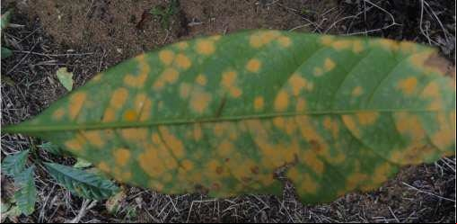 Combinação de cobre e formulações de fungicidas com triazóis no controle de doenças do cafeeiro