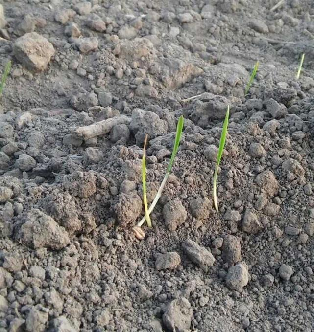 Trigo danificado por geadas na Argentina