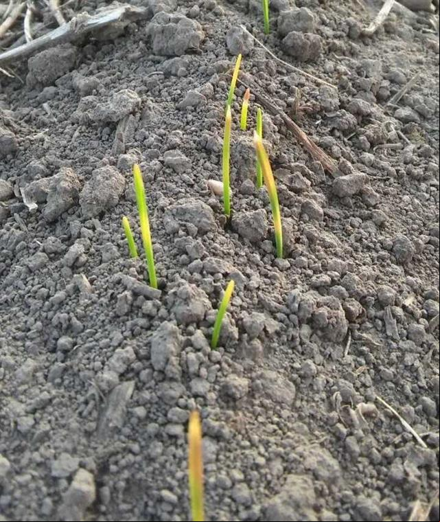 Trigo danificado por geadas na Argentina