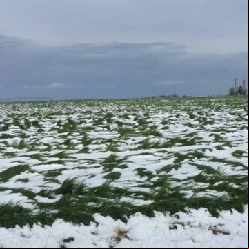 Trigo coberto pela neve nos EUA - Foto: Agriculture.com