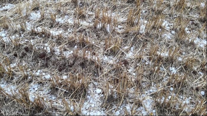 Registro de granizo em Itapuca (RS) - Foto: Reprodução/Redes sociais