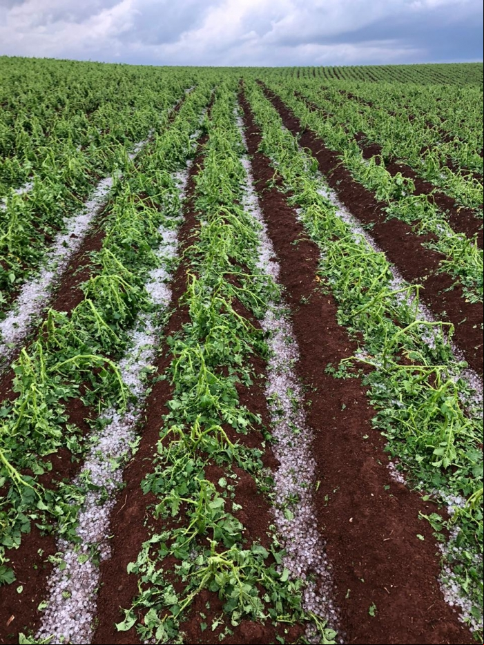 Registro de granizo em Caseiros (RS) - Foto: Reprodução/Redes sociais