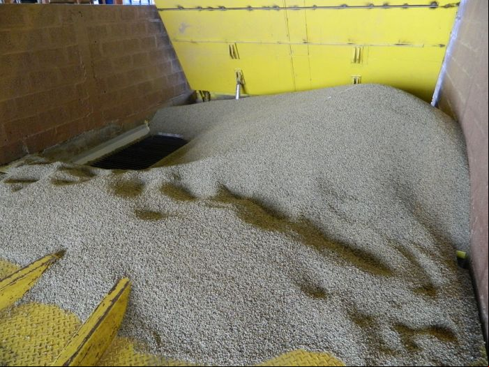 80% do grão verde tipo arábica recebido pela cooperativa é destinado às exportações - Cooxupé