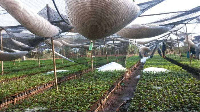 Chuva de granizo em Boa Esperança (MG) no último domingo (25) - Reprodução Redes Sociais