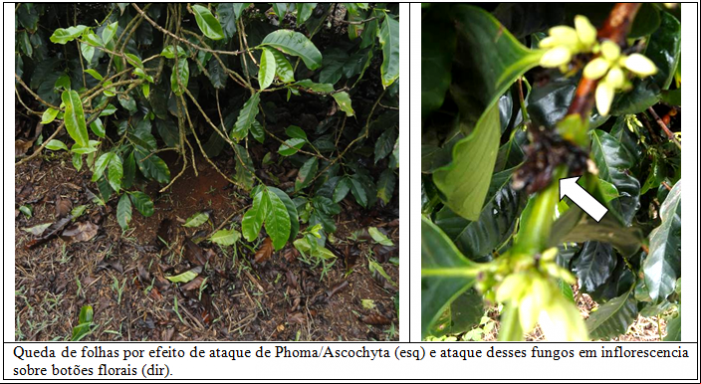 PHOMA ASCOCHYTA RETOMA SEU ATAQUE EM CAFEEIROS 002